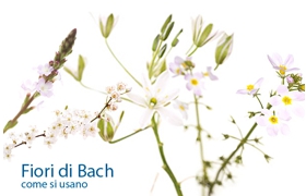 Consulenze Fiori di Bach